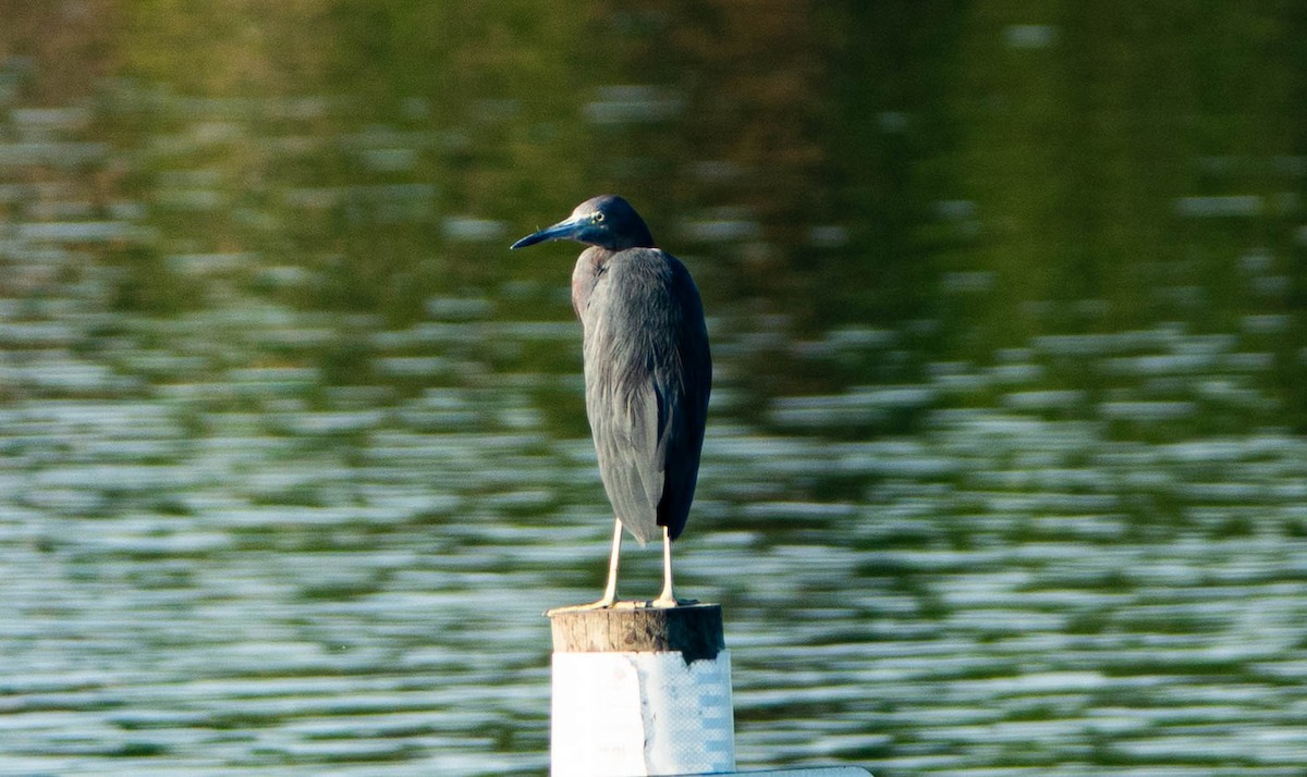 Little Blue Heron - ML640956675