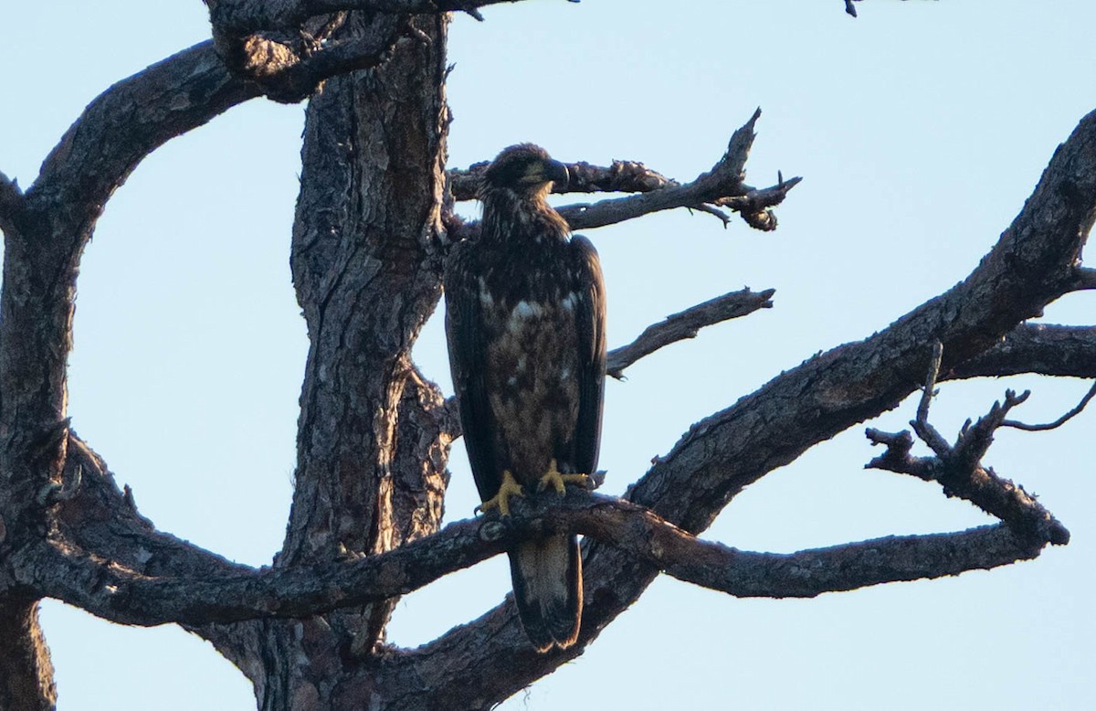 Bald Eagle - ML640956692