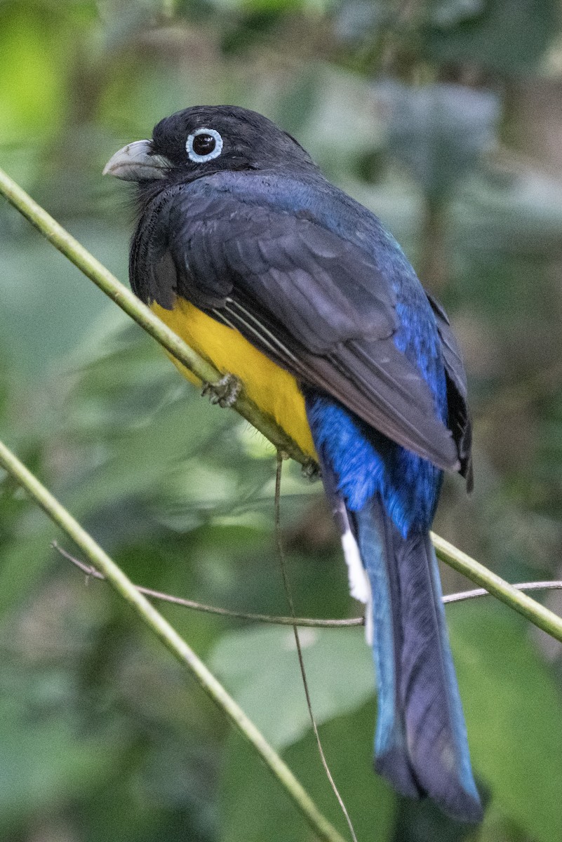 Gartered Trogon - ML640956702
