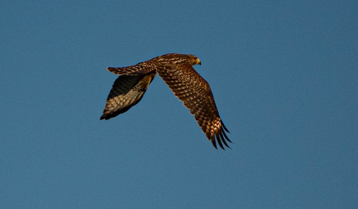 Red-shouldered Hawk - ML640956705