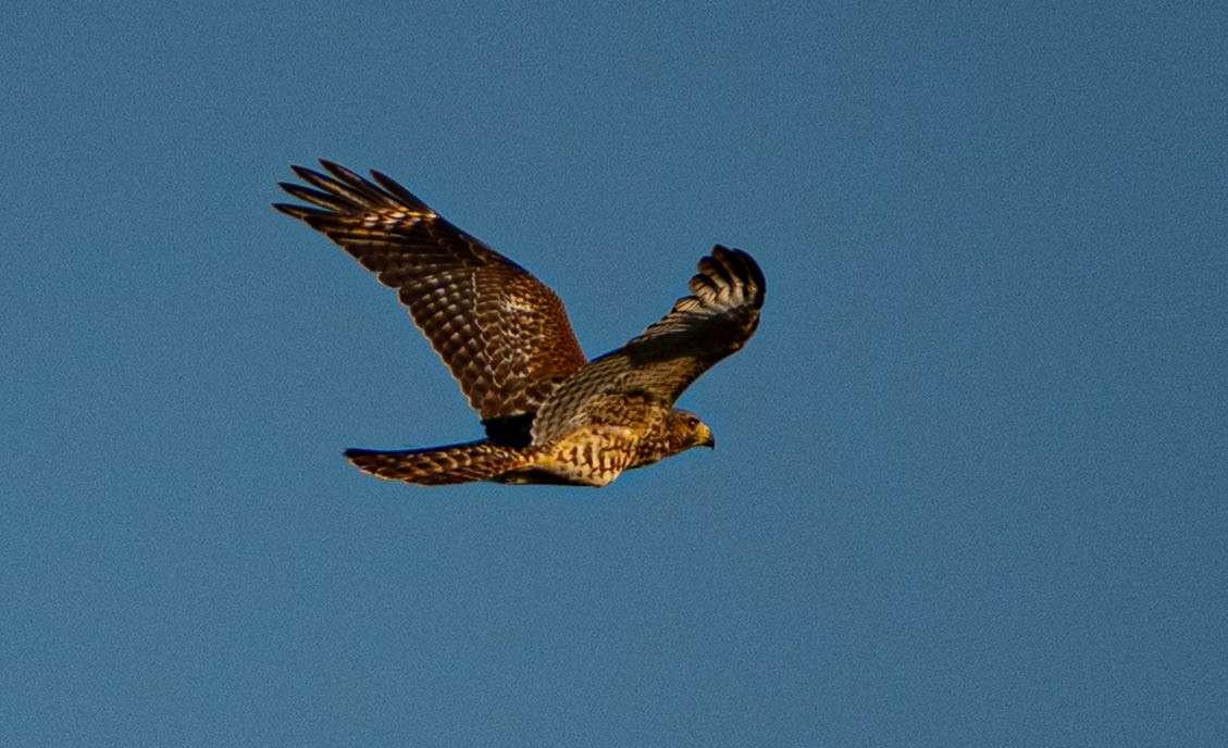 Red-shouldered Hawk - ML640956706
