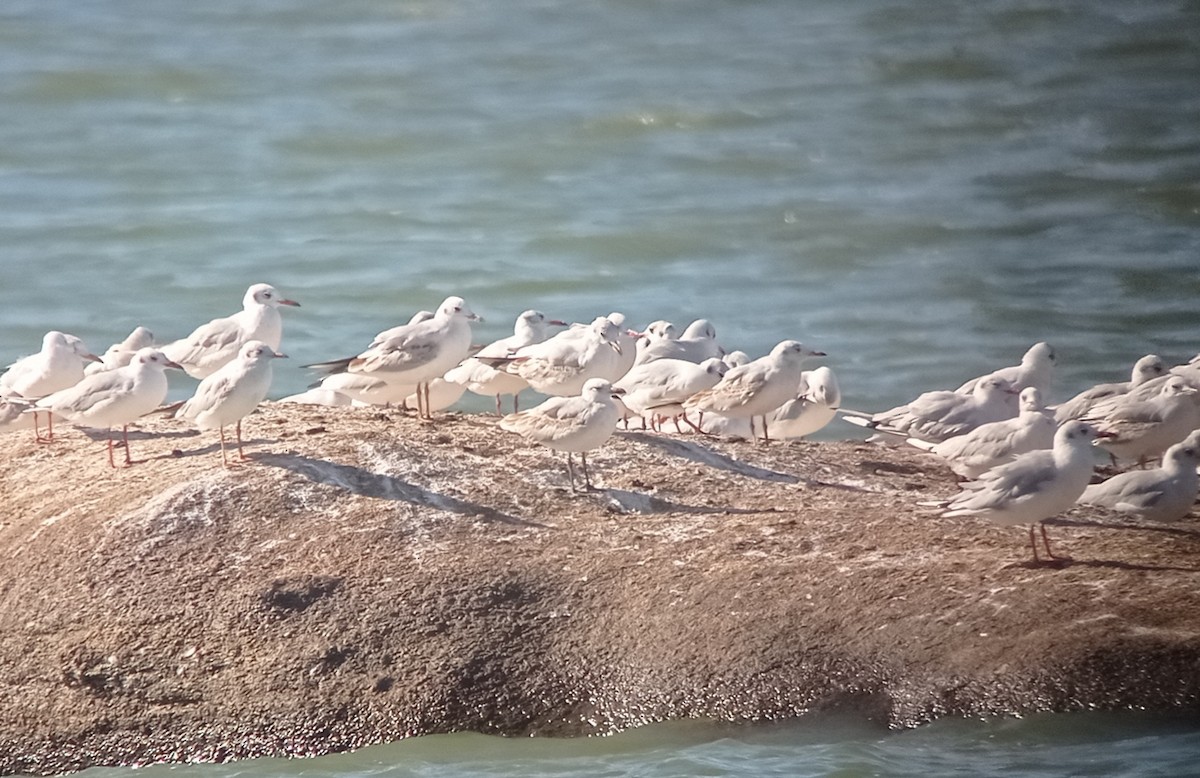 Mediterranean Gull - ML640956711