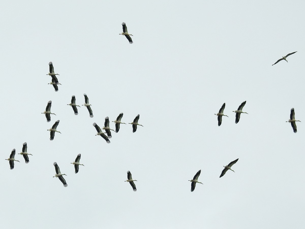 White Stork - ML640956712
