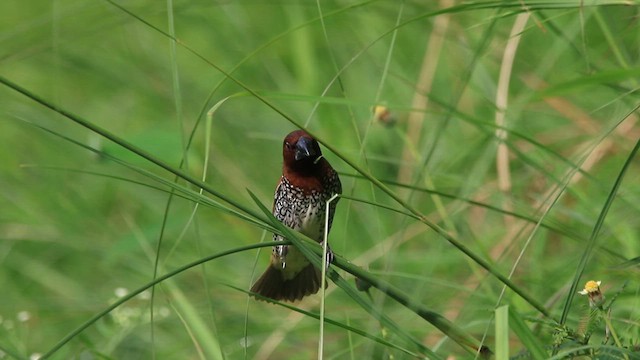 Scaly-breasted Munia - ML640956718