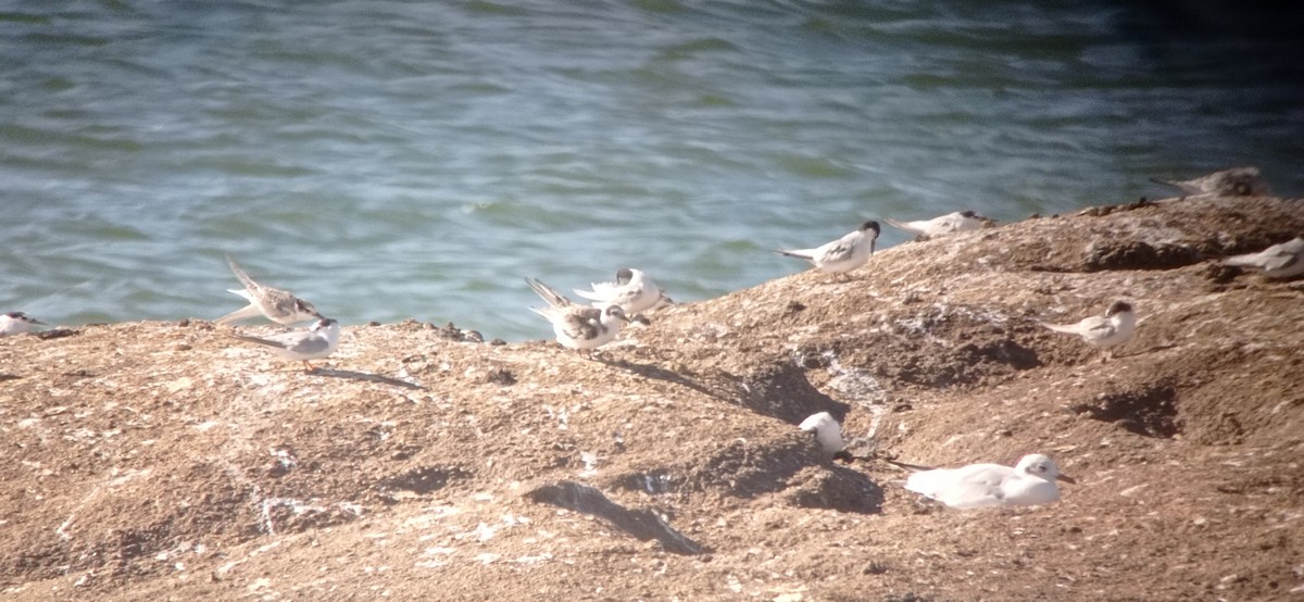 Black Tern - ML640956719