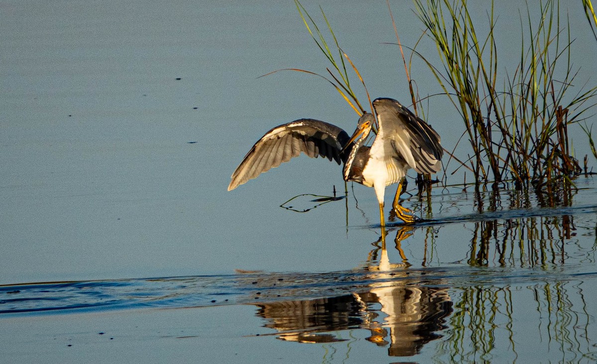 Tricolored Heron - ML640956720