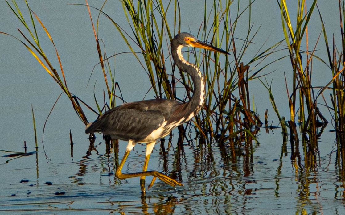 Tricolored Heron - ML640956721
