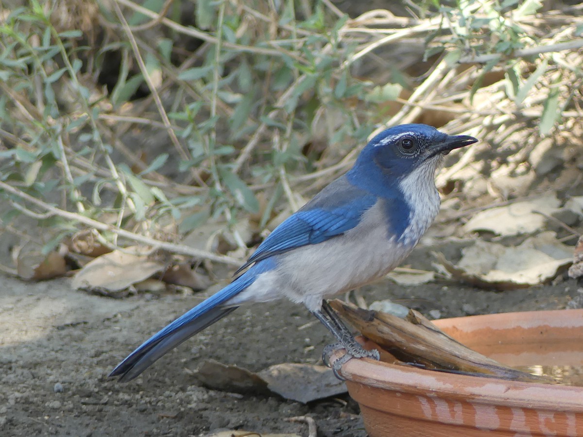 California Scrub-Jay - ML640956746