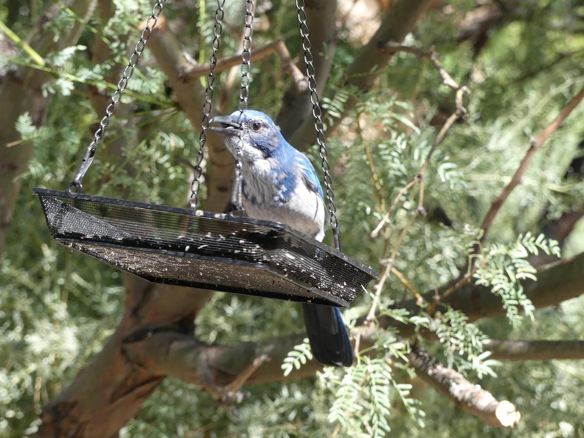 California Scrub-Jay - ML640956747