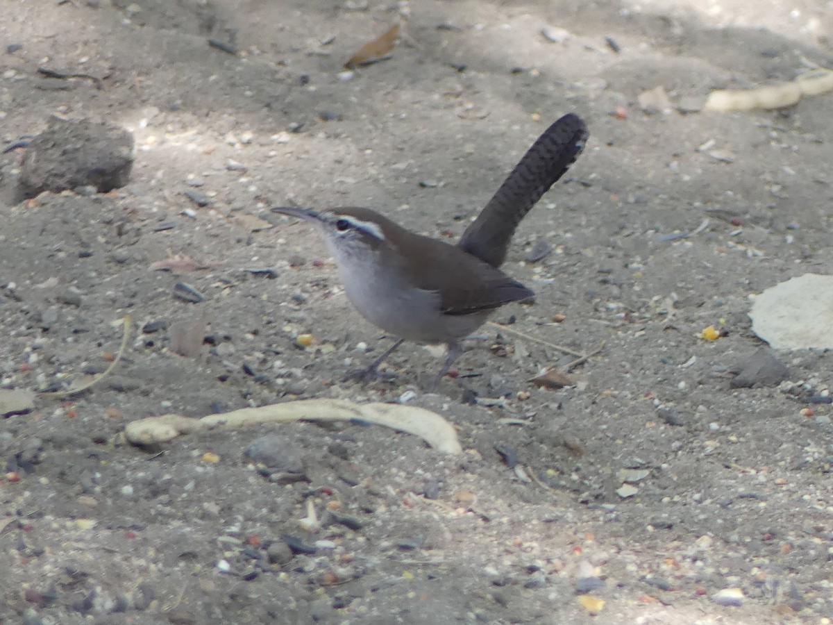 Bewick's Wren - ML640956756