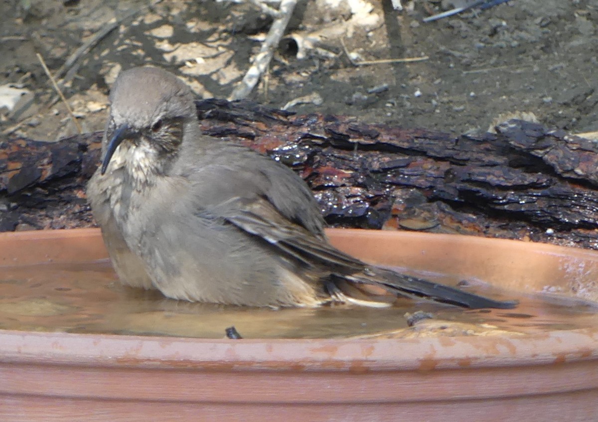 California Thrasher - ML640956768
