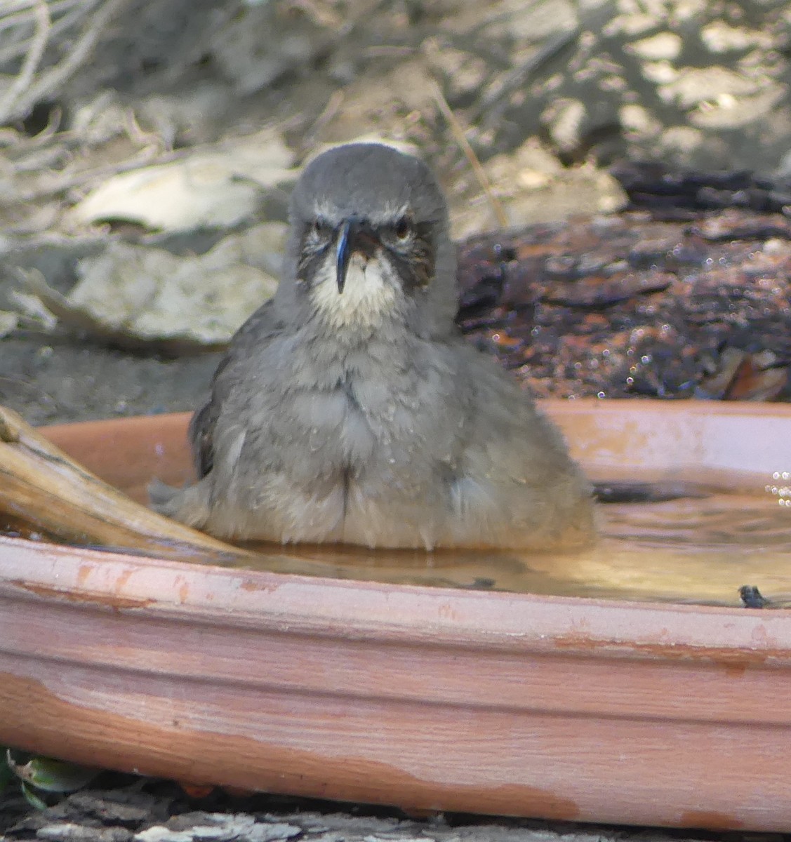 California Thrasher - ML640956769