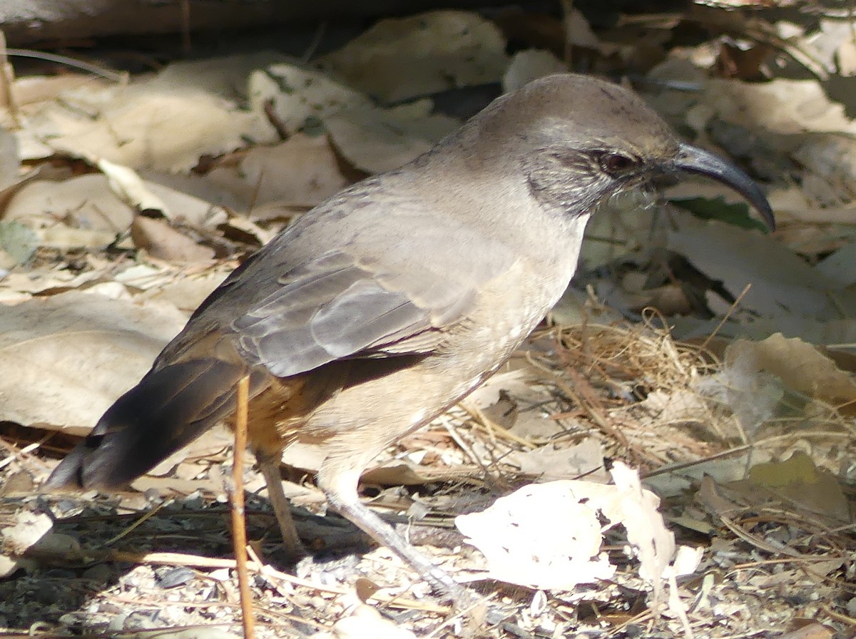 California Thrasher - ML640956770