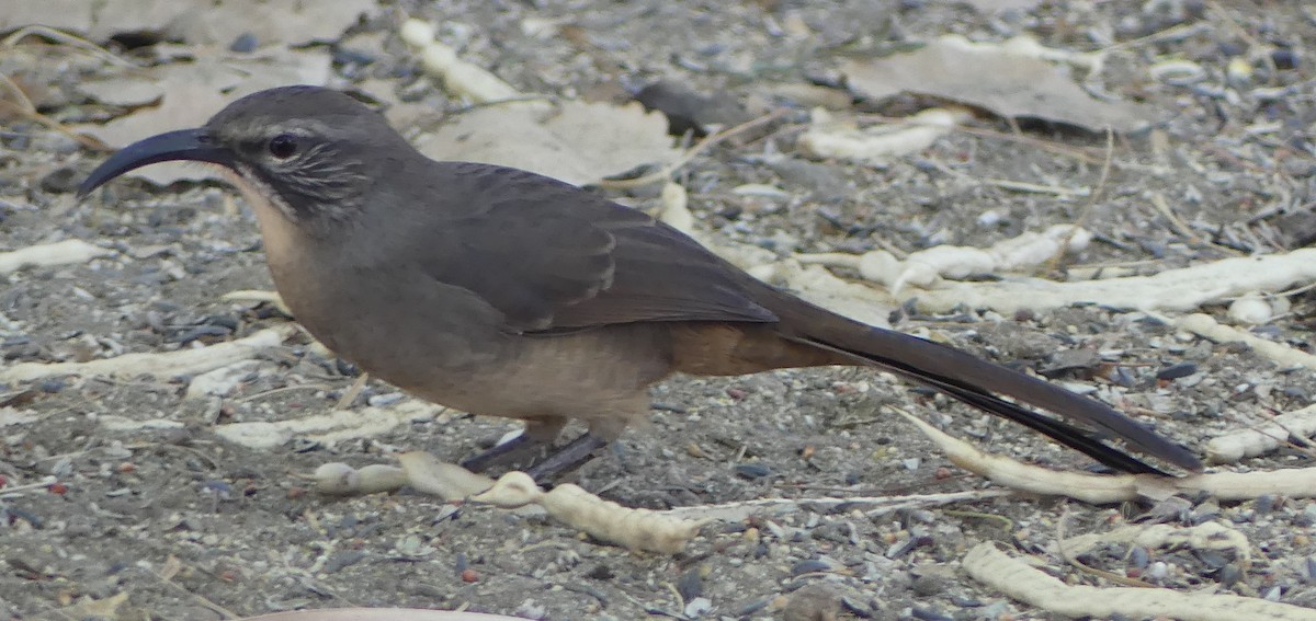 California Thrasher - ML640956771