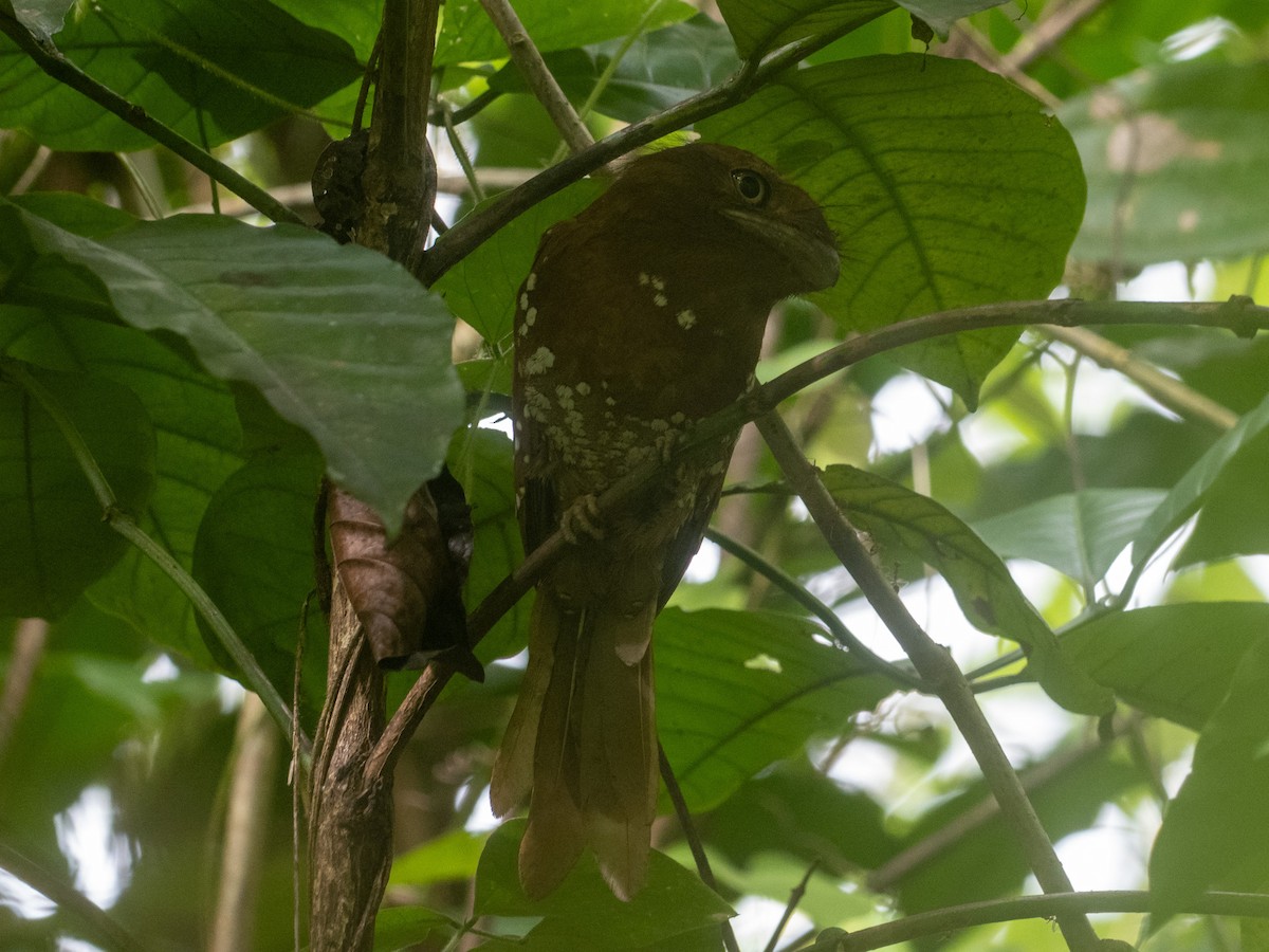 Sri Lanka Frogmouth - ML640956772