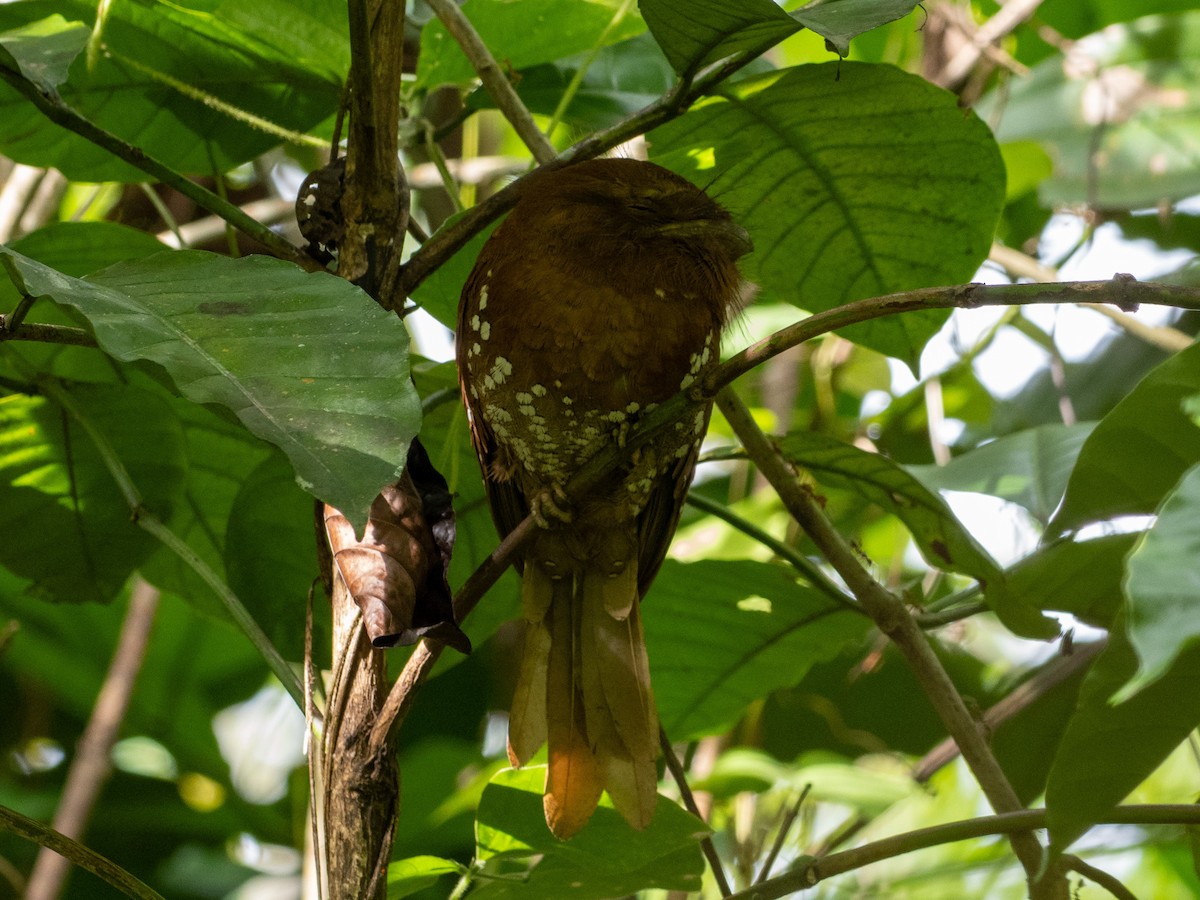Sri Lanka Frogmouth - ML640956773