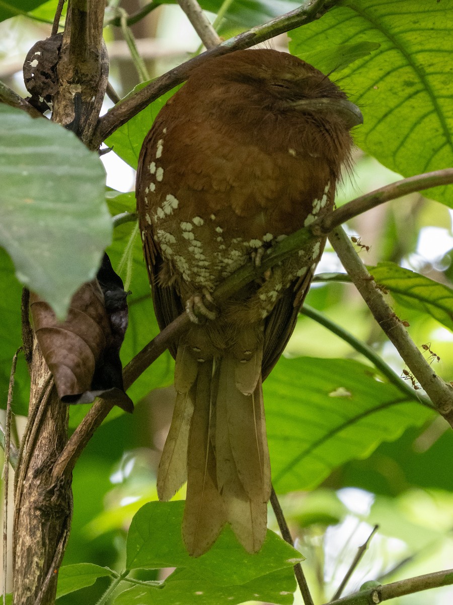 Sri Lanka Frogmouth - ML640956774