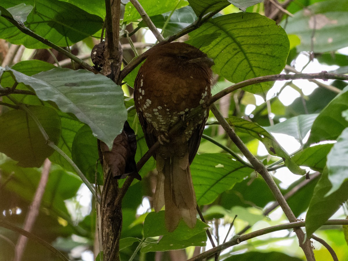 Sri Lanka Frogmouth - ML640956775