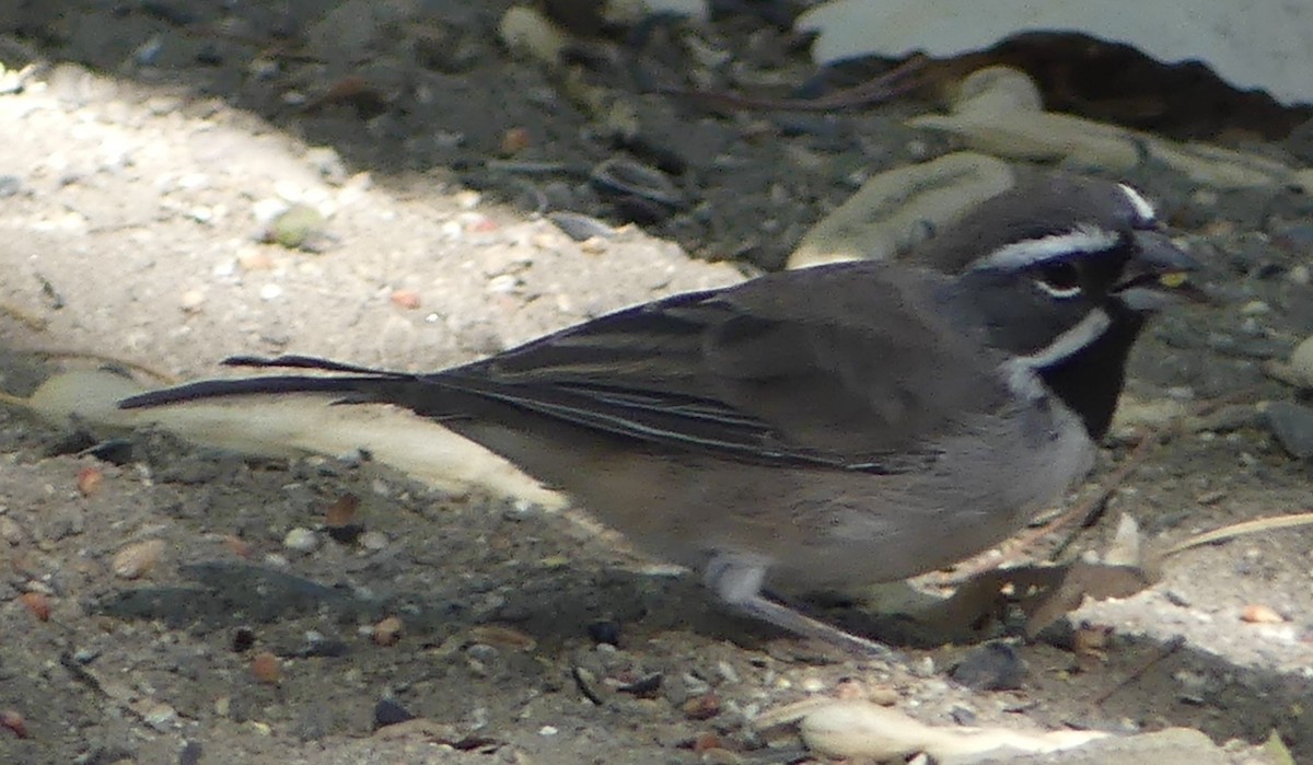 Black-throated Sparrow - ML640956783