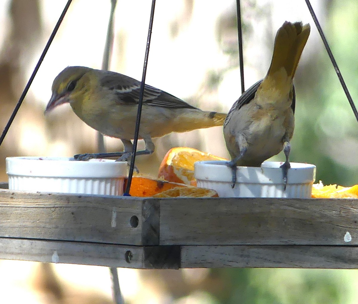 Bullock's Oriole - ML640956792