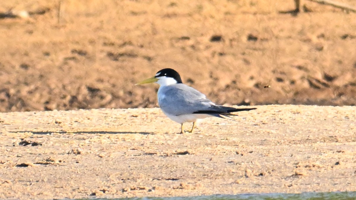 Yellow-billed Tern - ML640956798