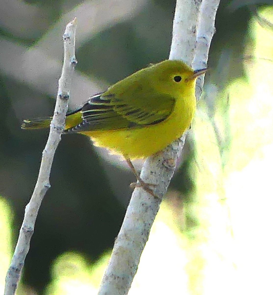 Northern Yellow Warbler - ML640956799