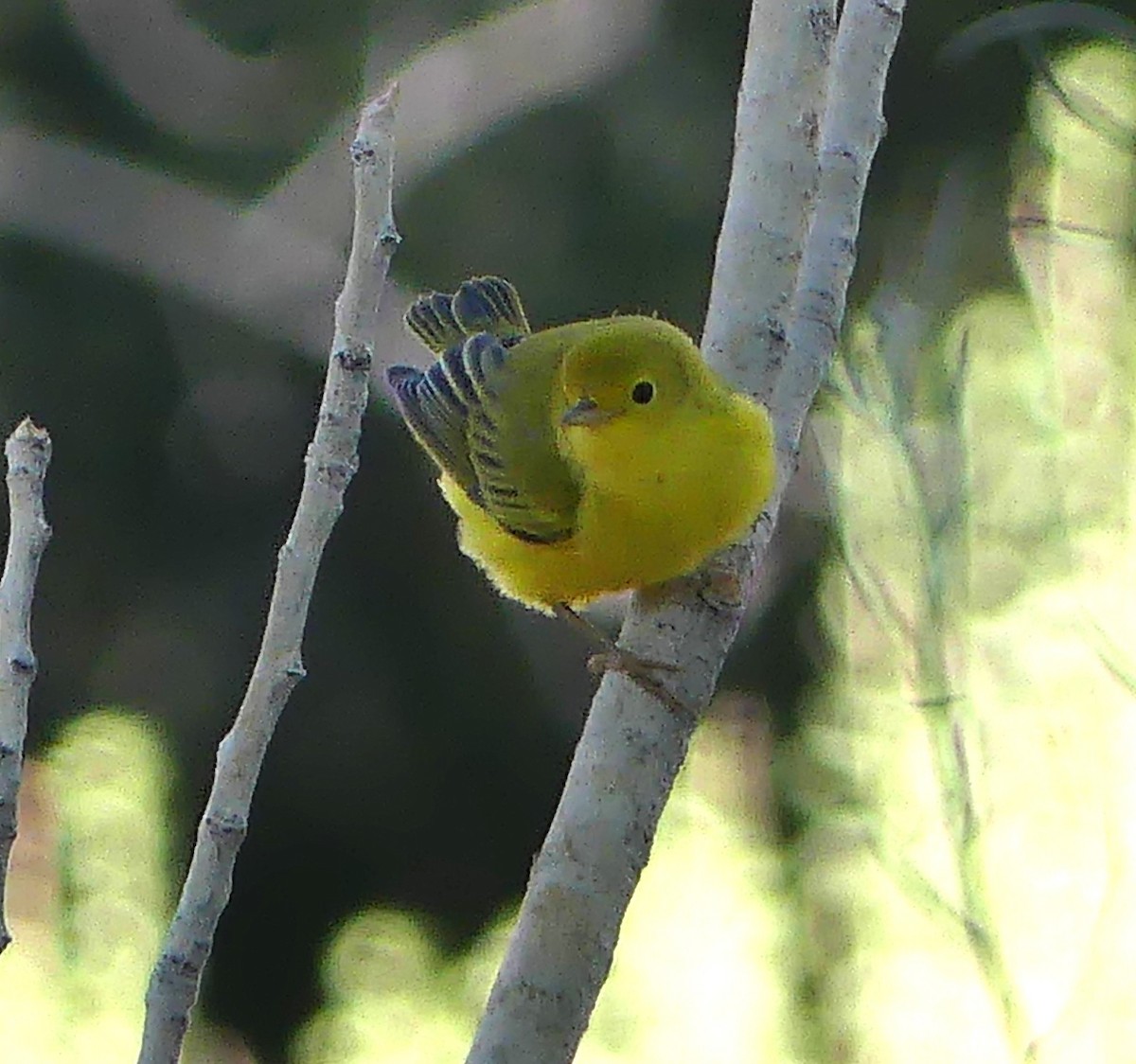 Northern Yellow Warbler - ML640956800