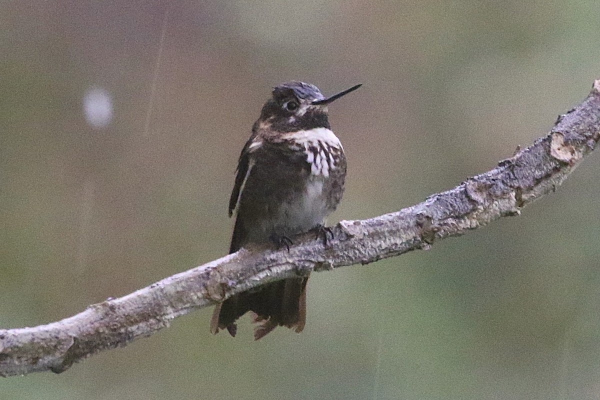 Purple-backed Sunbeam - ML640956805
