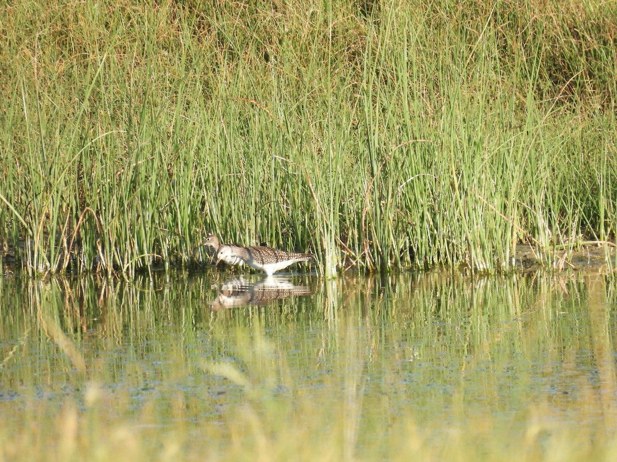 eremittsnipe - ML640956824