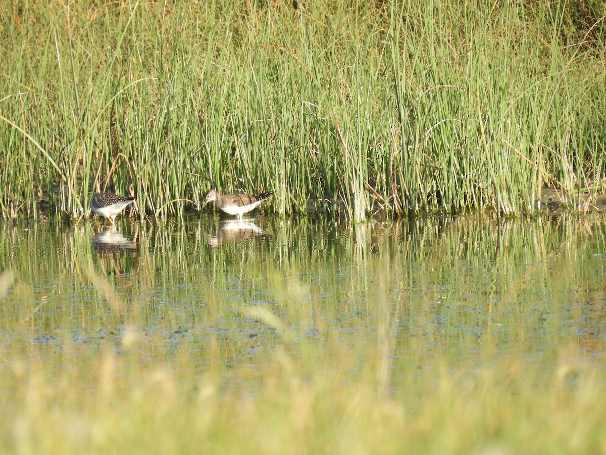 eremittsnipe - ML640956827