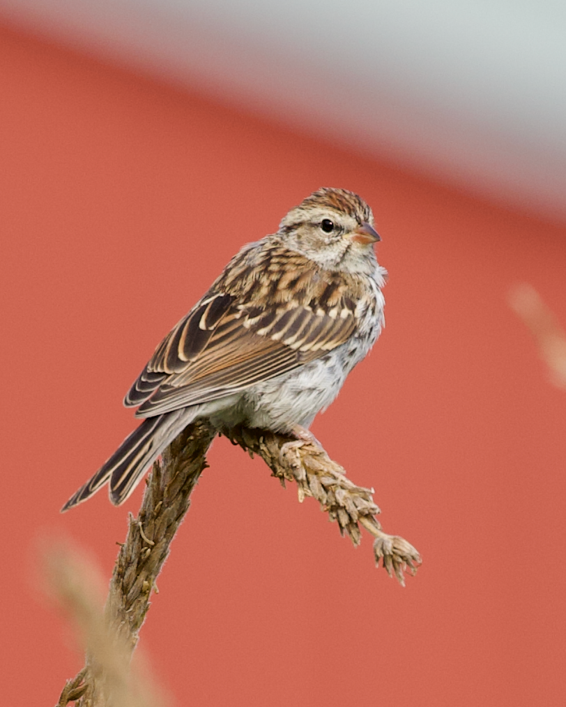 Chipping Sparrow - ML640956828