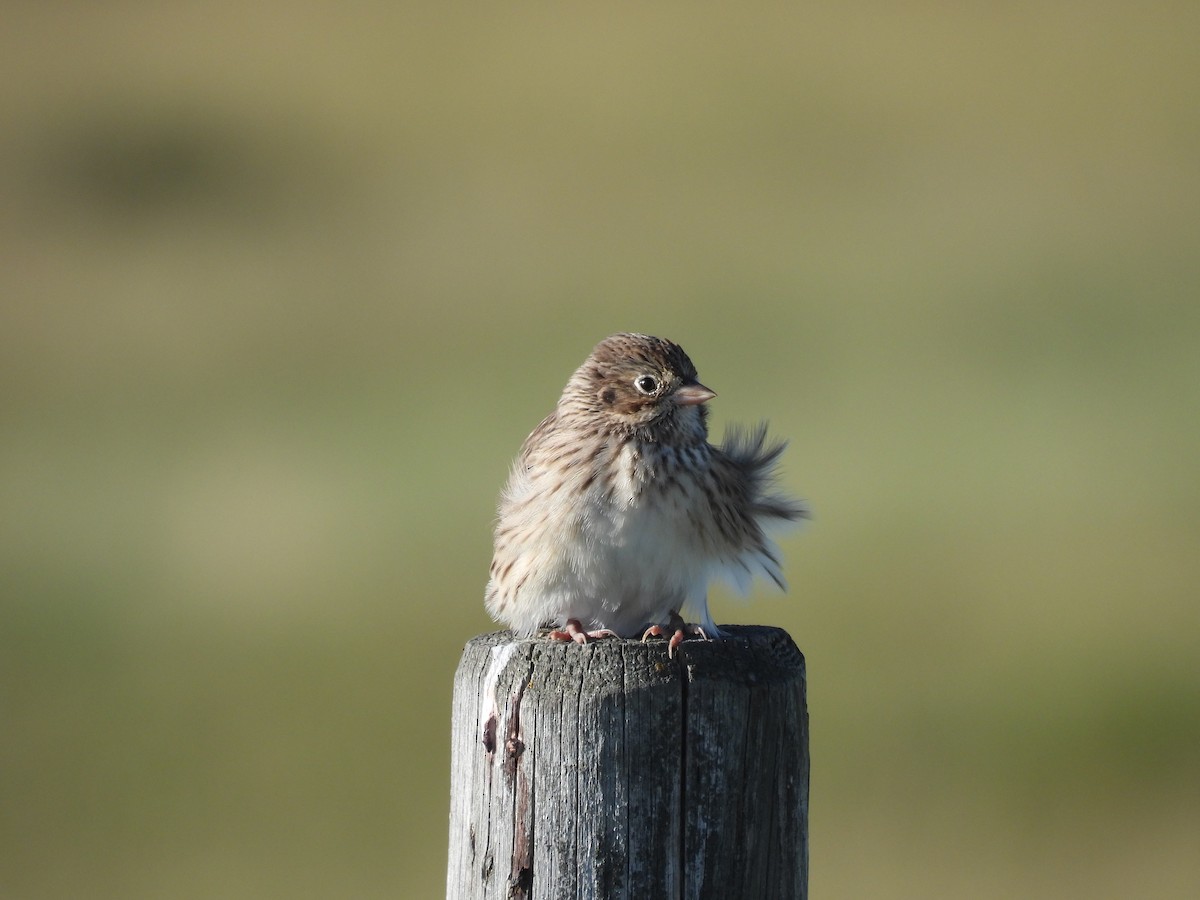 Vesper Sparrow - ML640956861