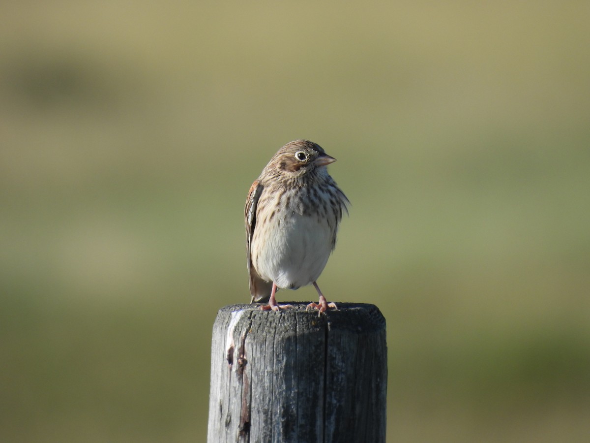Vesper Sparrow - ML640956865