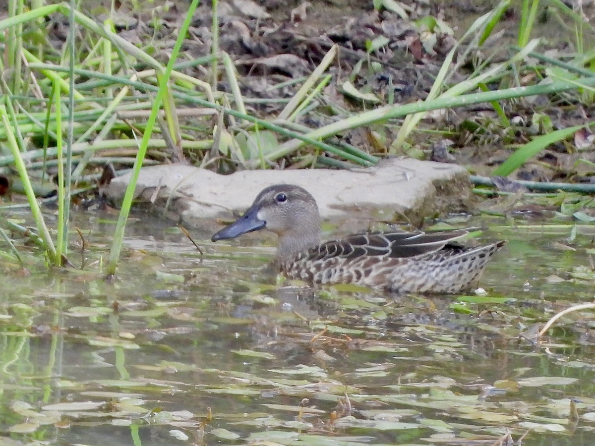 Blue-winged Teal - ML640956973