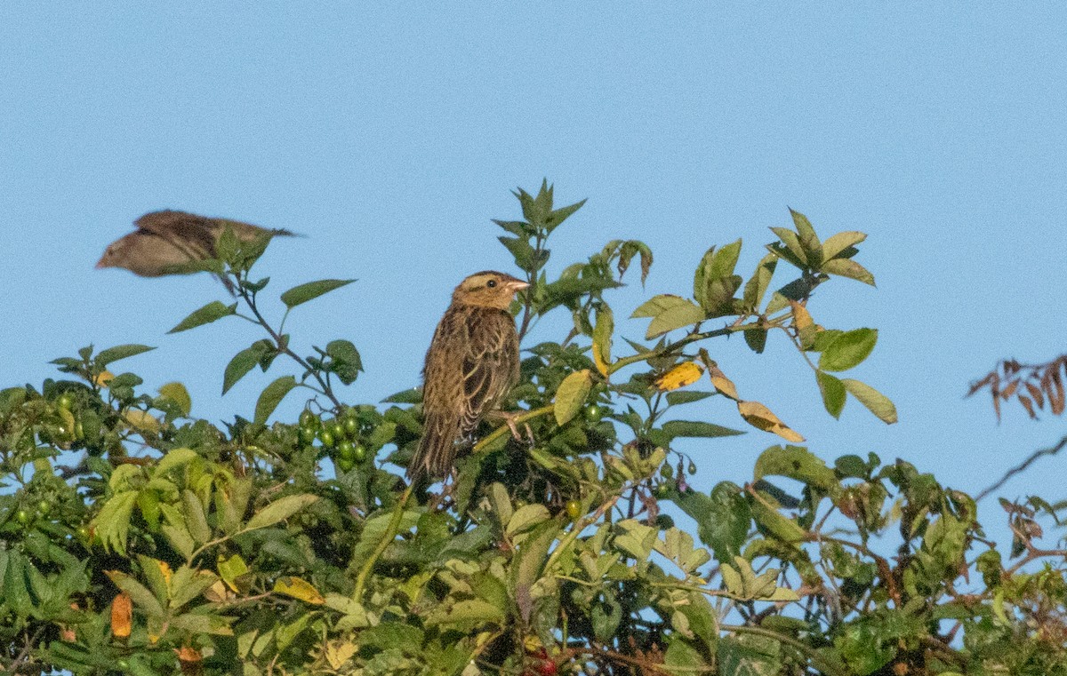 Bobolink - ML640956997