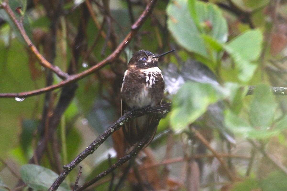 Purple-backed Sunbeam - ML640957023