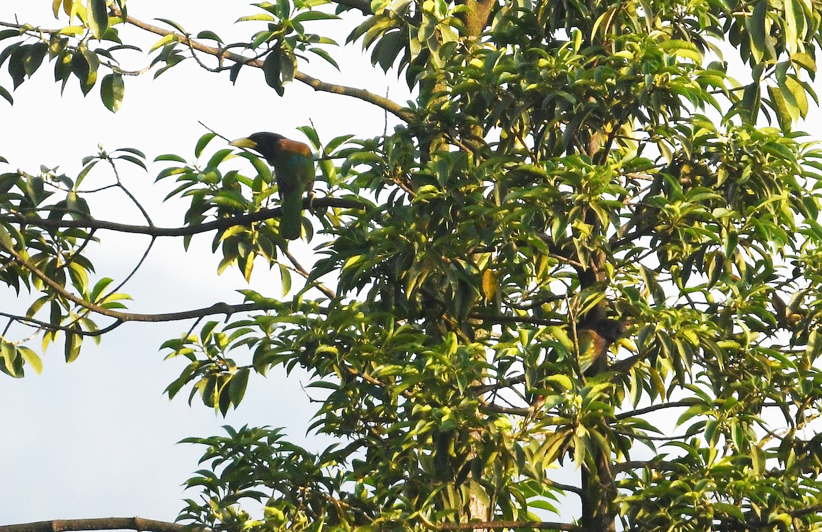Great Barbet - ML640957033