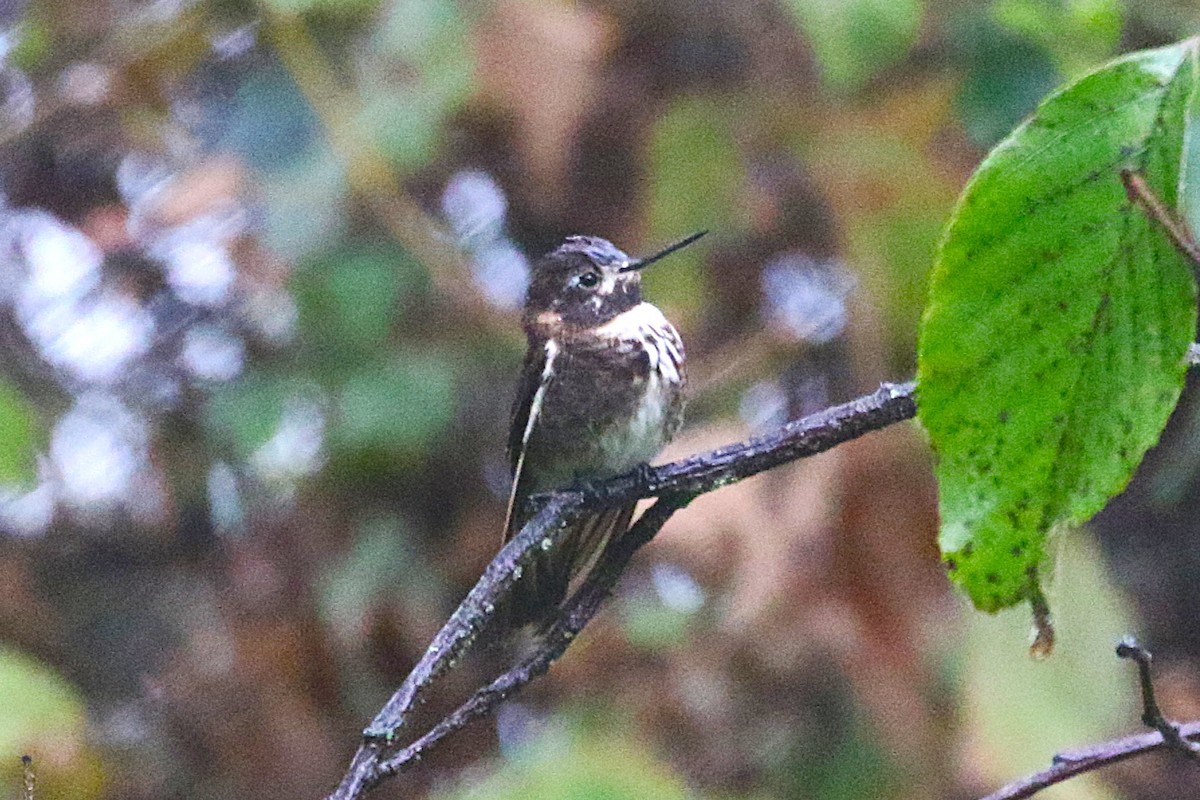 Purple-backed Sunbeam - ML640957041