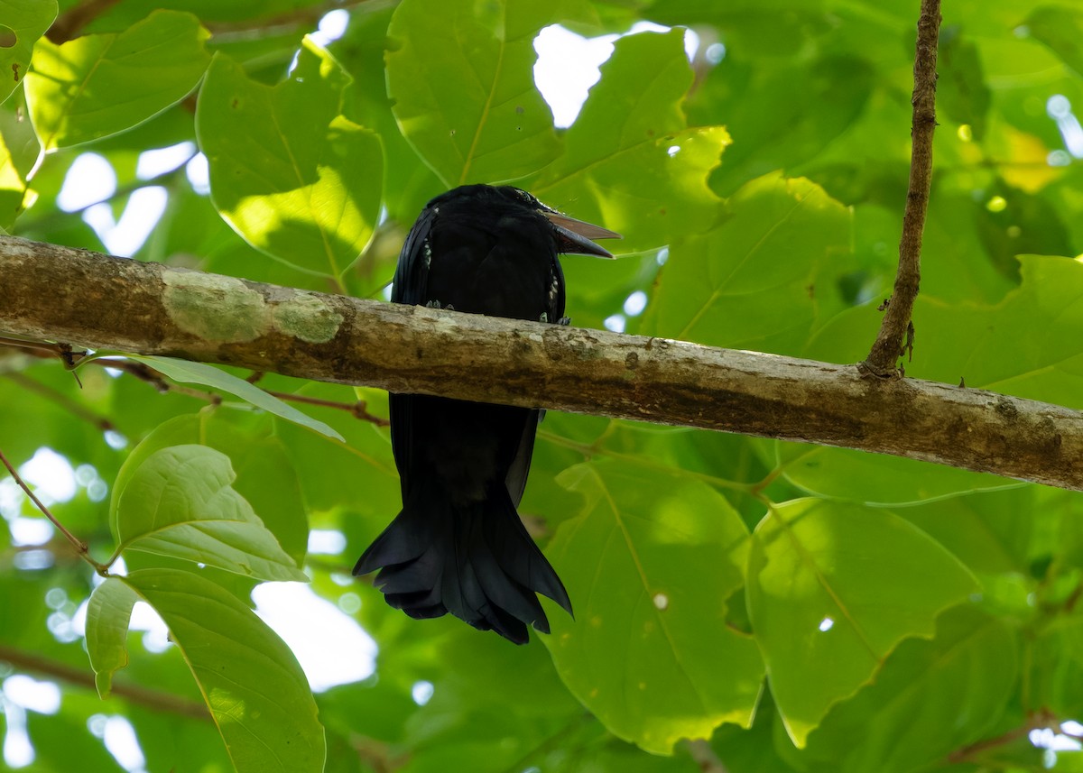 Hair-crested Drongo (Hair-crested) - ML640957045