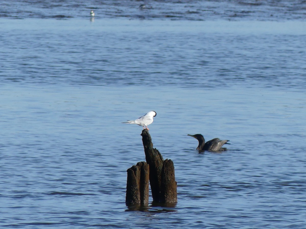 Forster's Tern - ML640957059