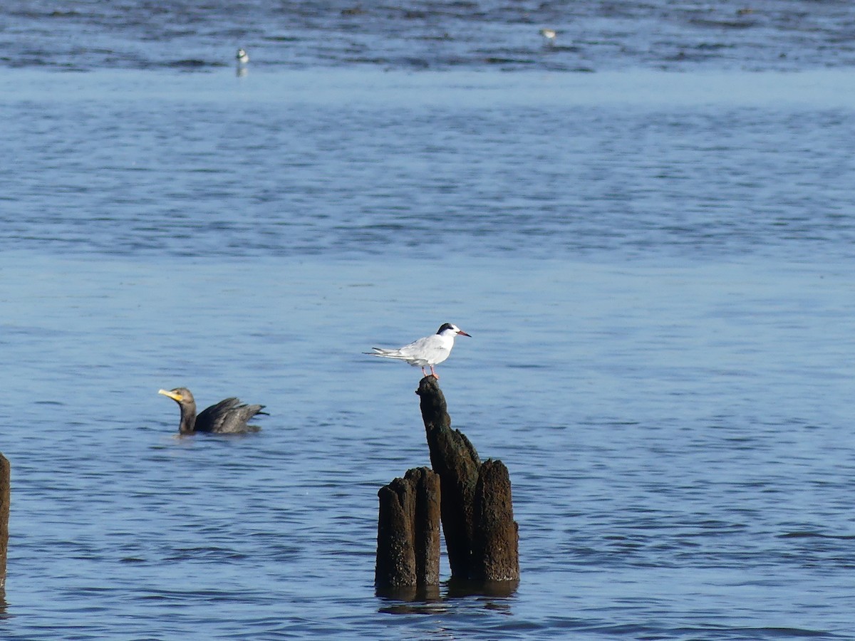 Forster's Tern - ML640957060