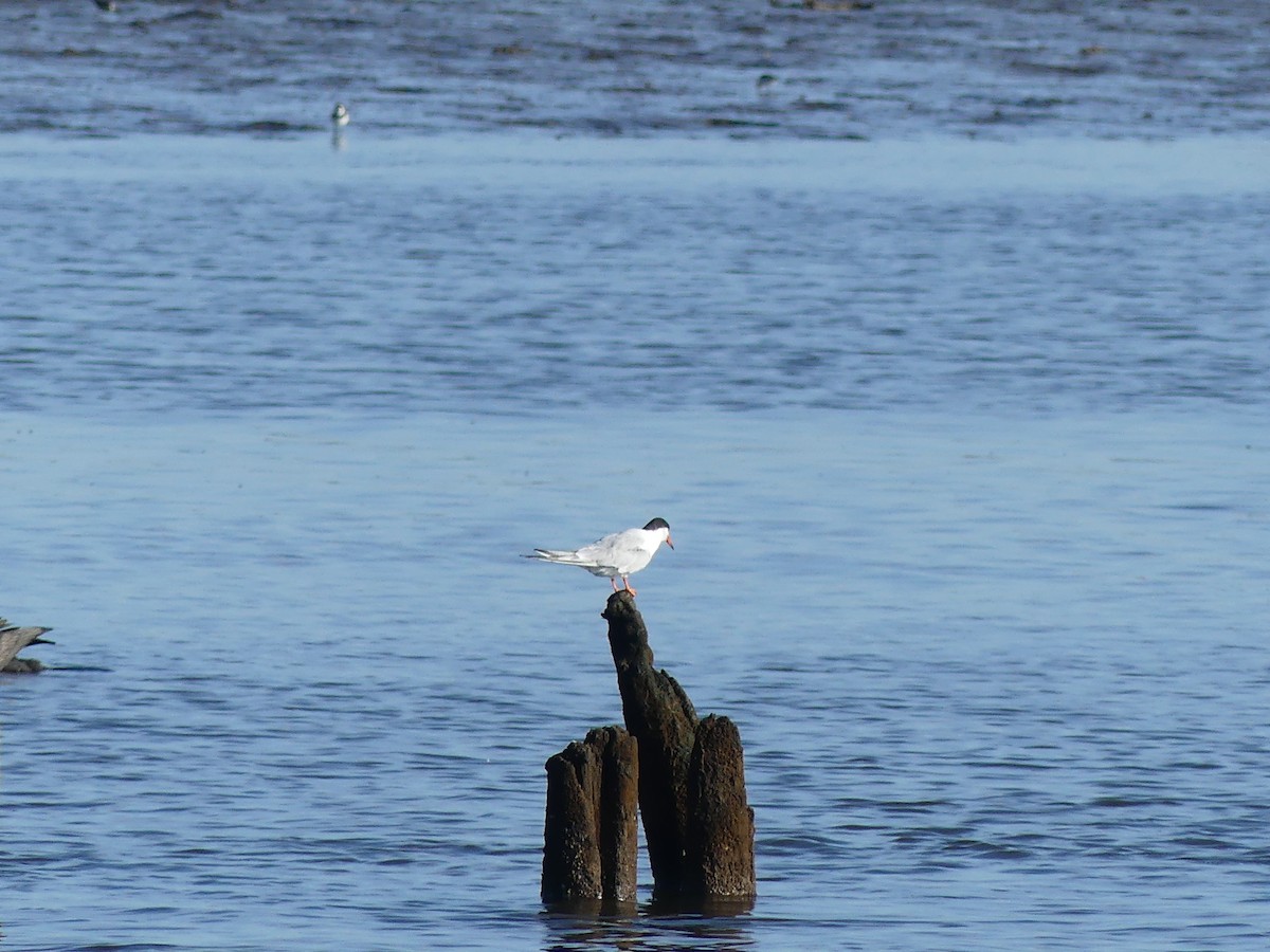 Forster's Tern - ML640957061