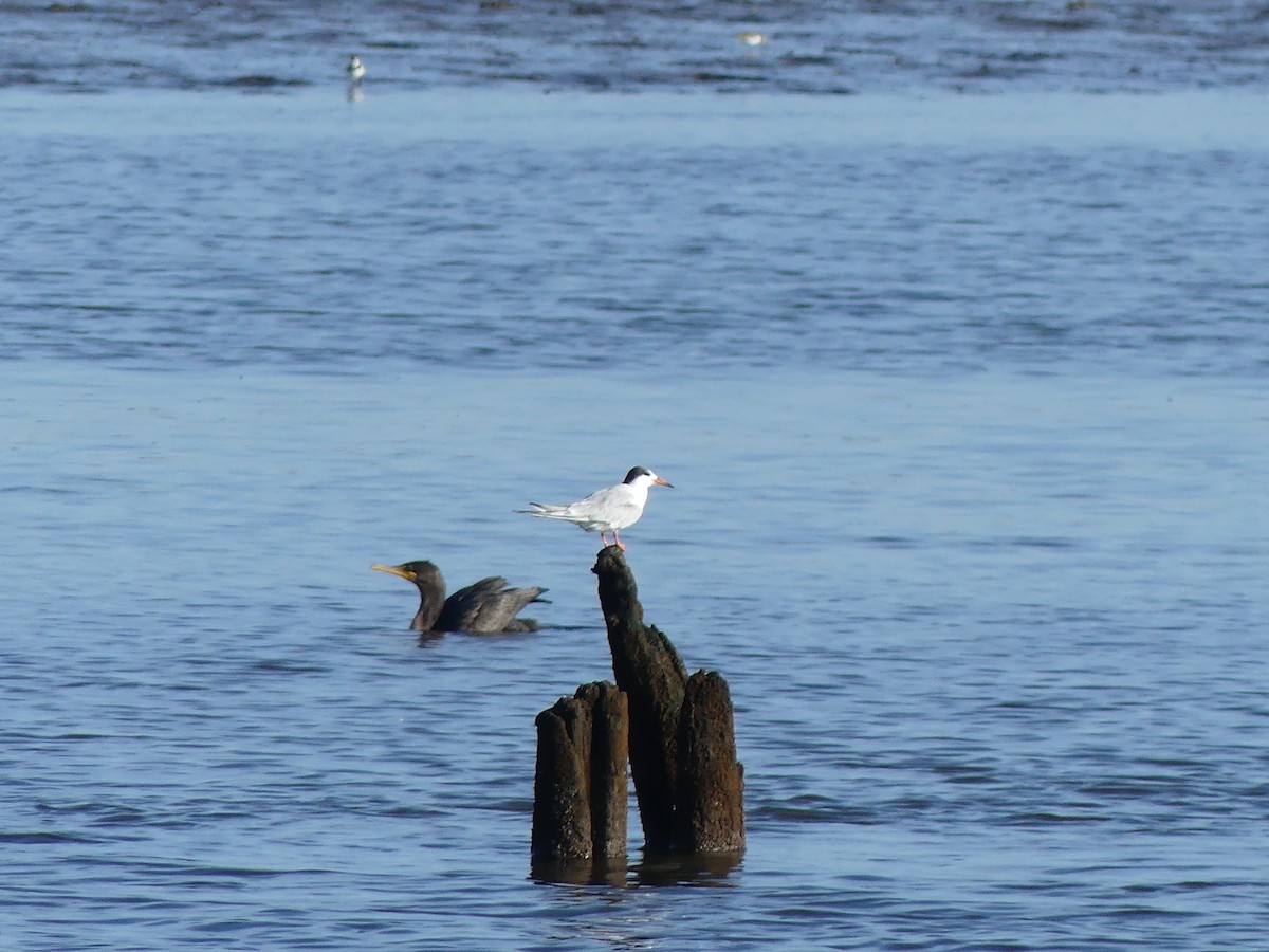 Forster's Tern - ML640957062
