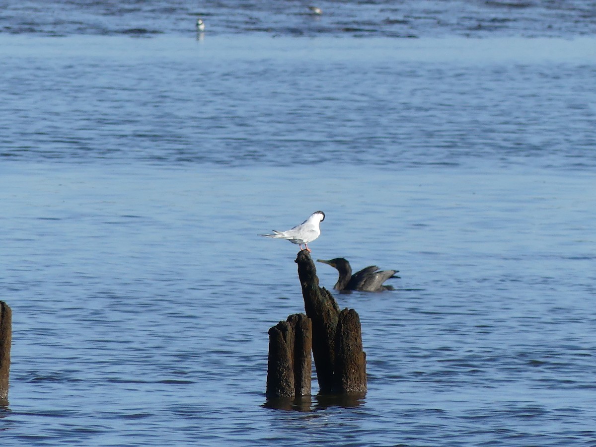 Forster's Tern - ML640957063