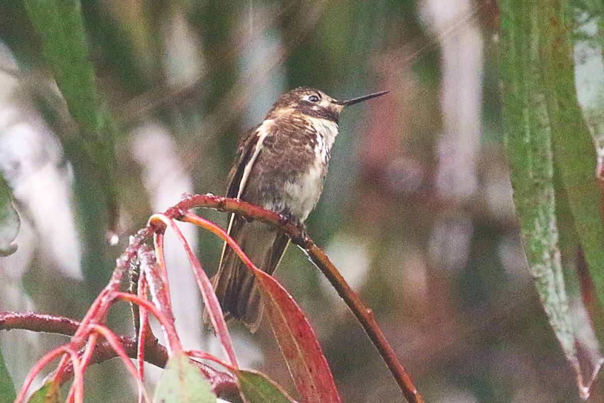 Purple-backed Sunbeam - ML640957091