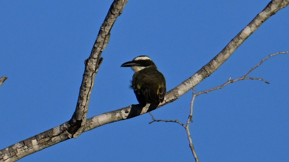 Bienteveo Pitanguá - ML640957208