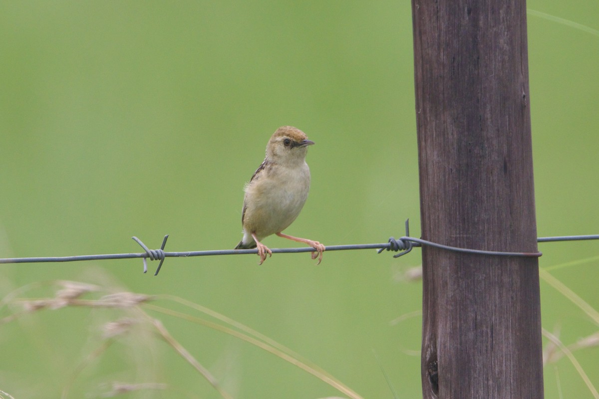 Cisticole gratte-nuage - ML640957214