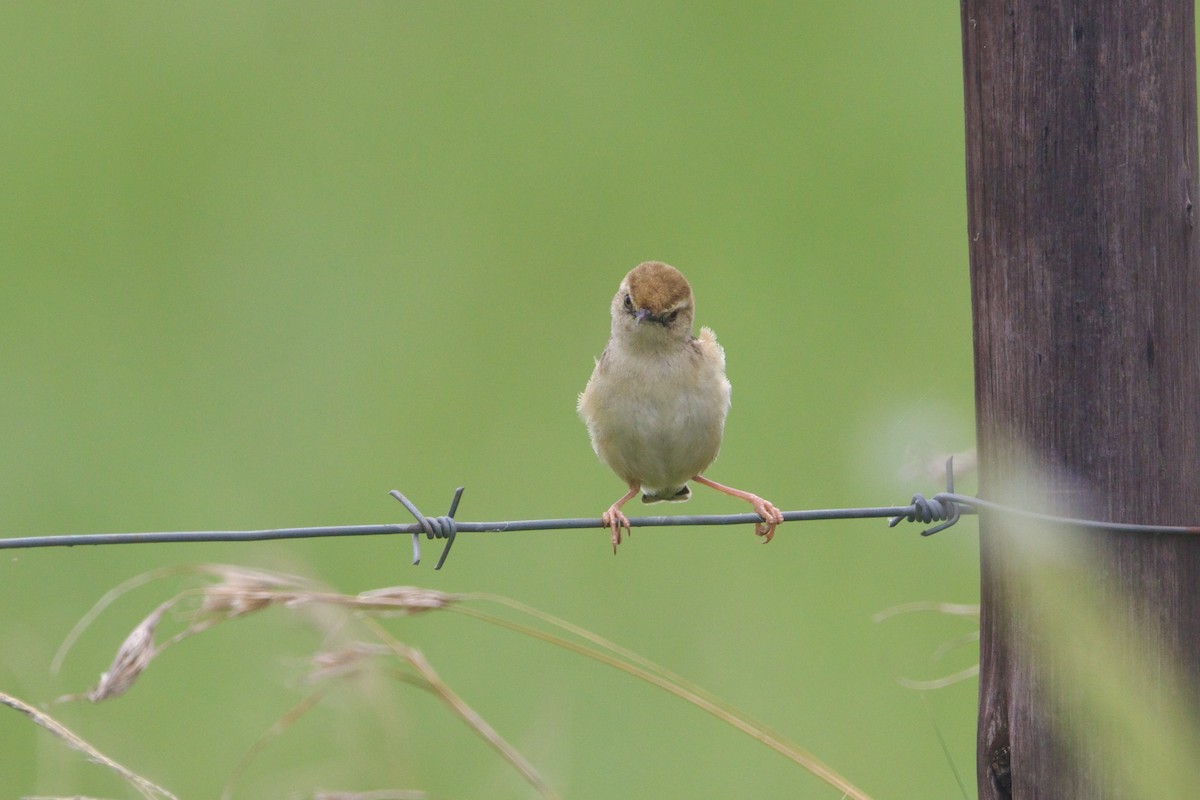 Cisticole gratte-nuage - ML640957215