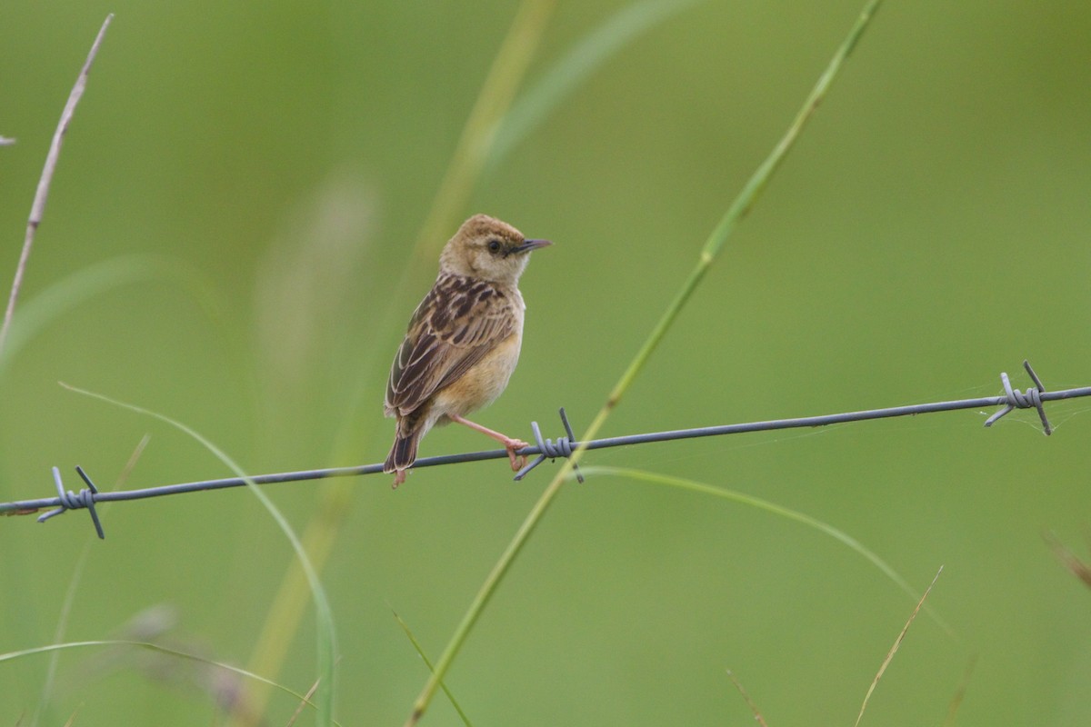 Cisticole gratte-nuage - ML640957216