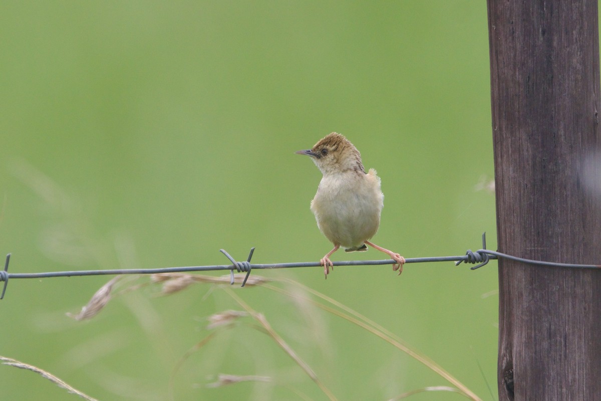 Cisticole gratte-nuage - ML640957217